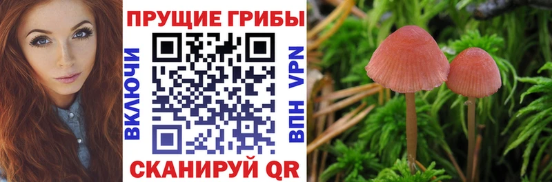 Купить закладки  Камызяк  Галлюциногенные грибы Psilocybine cubensis 